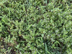 Sherardia arvensis