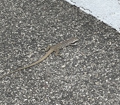 Aspidoscelis tesselatus