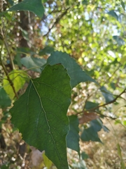 Populus nigra