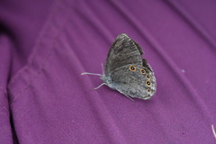 Coenonympha haydenii
