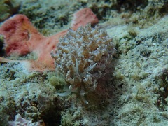 Phyllodesmium tuberculatum