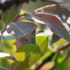 Sparganothis violaceana