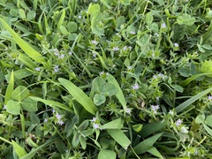 Sherardia arvensis