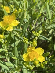 Hypericum kalmianum