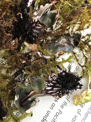 Peltigera pacifica