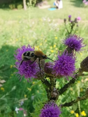 Trichius gallicus