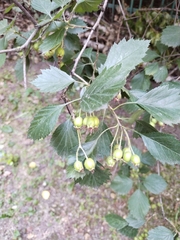 Crataegus