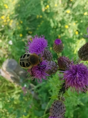 Trichius gallicus