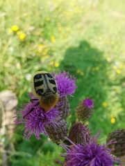 Trichius gallicus