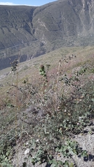 Aloysia scorodonioides