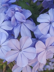 Plumbago auriculata