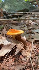 Amanita erythrocephala