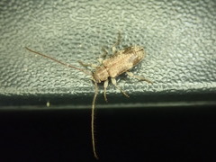 Exocentrus adspersus