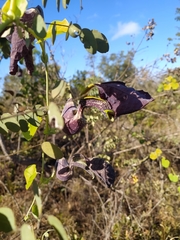 Aristolochia galeata