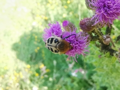 Trichius gallicus