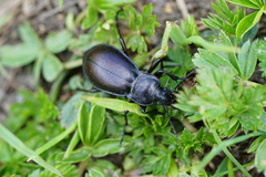 Carabus germarii