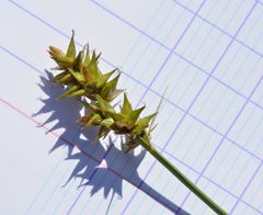 Carex muricata