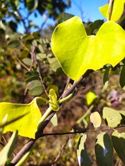 Aristolochia galeata