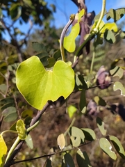 Aristolochia galeata