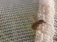 Polydrusus marginatus