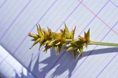 Carex muricata