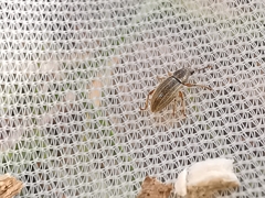 Polydrusus marginatus