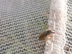 Polydrusus marginatus