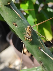 Phidippus arizonensis