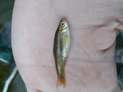 Evrotas minnow (Pelasgus laconicus) — Cyprinidae — 2