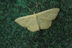Scopula virgulata