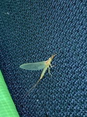 Ephemeroptera