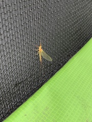 Ephemeroptera