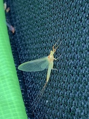 Ephemeroptera
