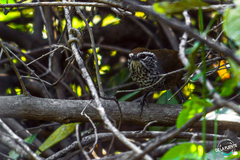 Pheugopedius maculipectus