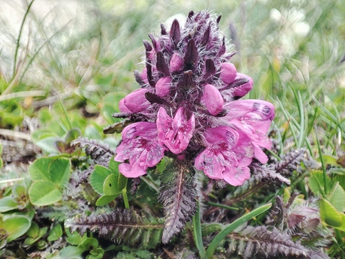 Whorled lousewort (Pedicularis verticillata)