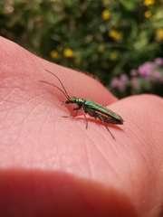 Oedemera nobilis