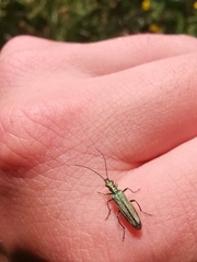 Oedemera nobilis