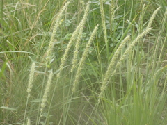 Setaria macrostachya