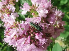 Oedemera nobilis