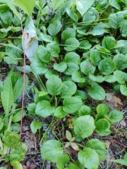 Pyrola rotundifolia