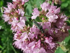 Oedemera nobilis
