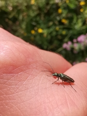 Oedemera nobilis