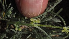 Pectocarya peninsularis
