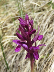 Dactylorhiza lapponica