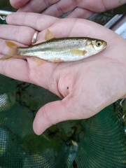 Louros Spined Loach photo 5