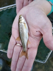 Louros Spined Loach photo 4
