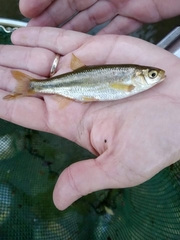 Louros Spined Loach photo 3
