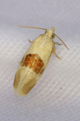 Phalonidia lepidana