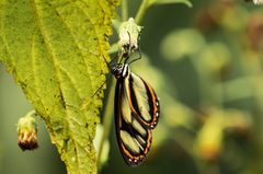 Ithomia salapia