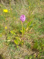 Anacamptis pyramidalis